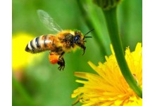 Bijenproducten